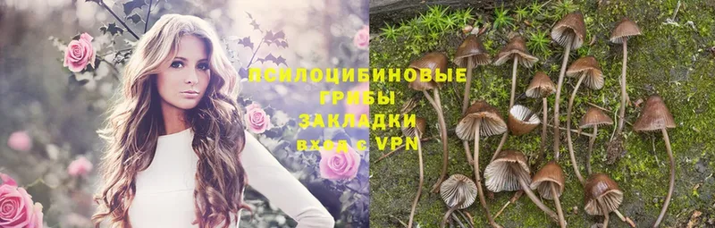 Галлюциногенные грибы Psilocybine cubensis  Будённовск 